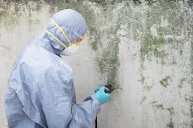 Best Mold Odor Removal Services in Port Lavaca, TX